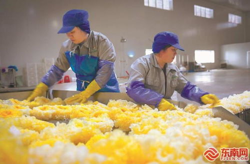尤溪祥云銀耳 產銷兩旺，開拓生物制品新藍海